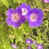 moonflower36